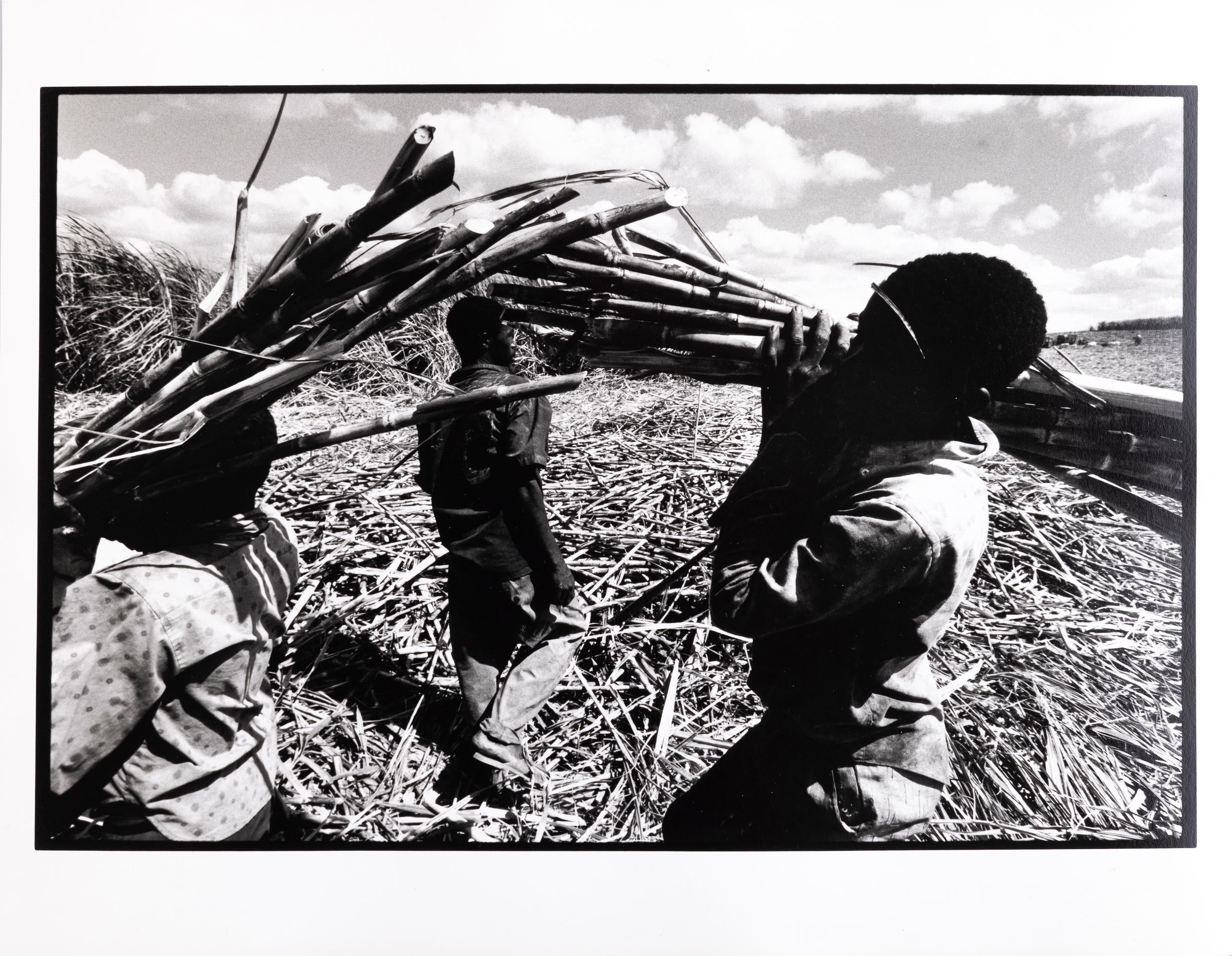 Repubblica Dominicana, Raccolta della canna da zucchero