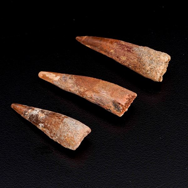 Tre grandi denti di Spinosaurus sp. Spinosaurus Aegyptiacus
