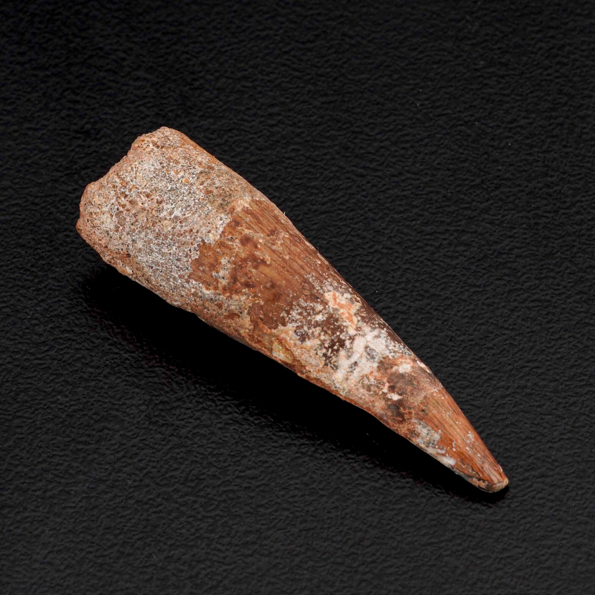 Tre Grandi Denti di Spinosaurus Sp.spinosaurus Aegyptiacus