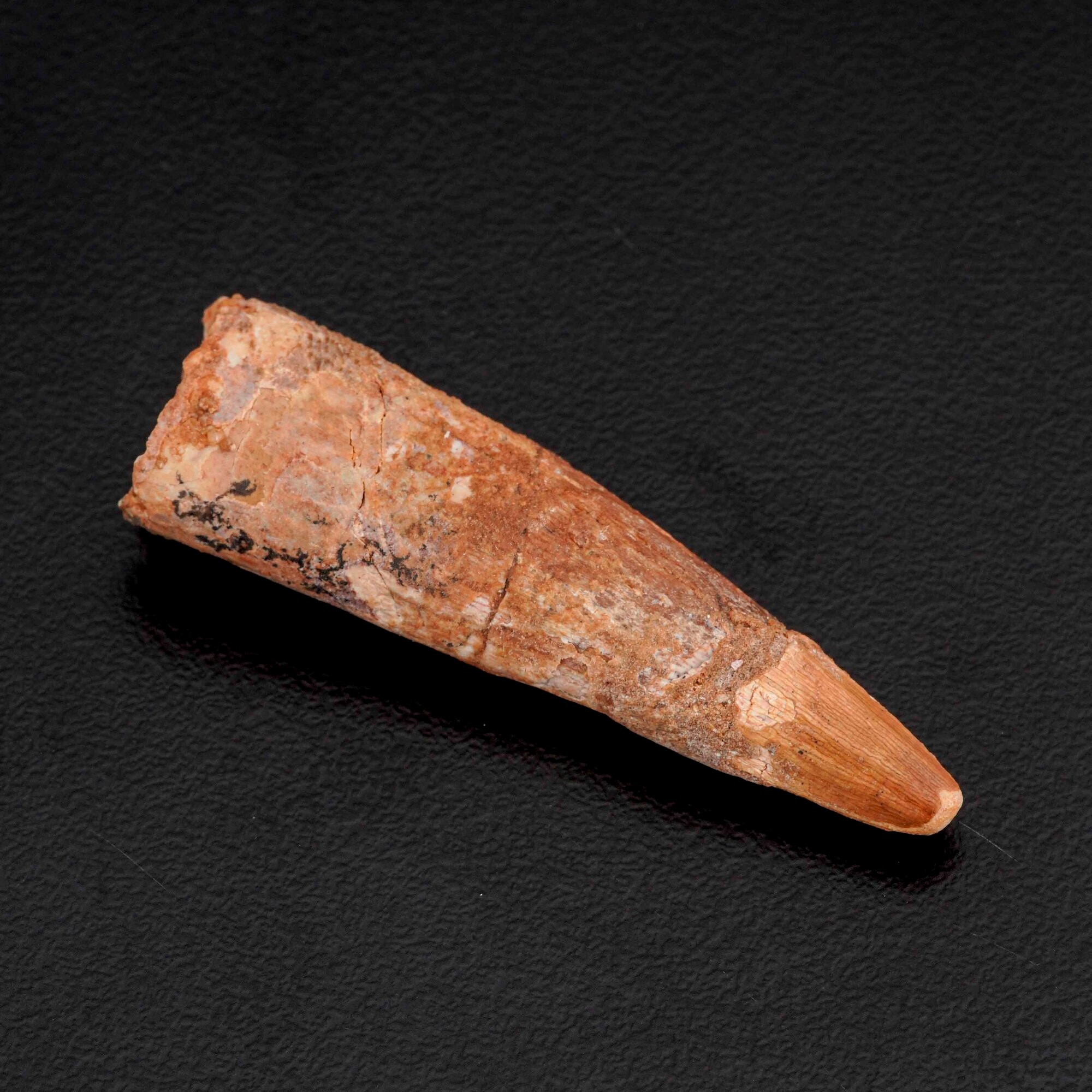 Tre Grandi Denti di Spinosaurus Sp.spinosaurus Aegyptiacus