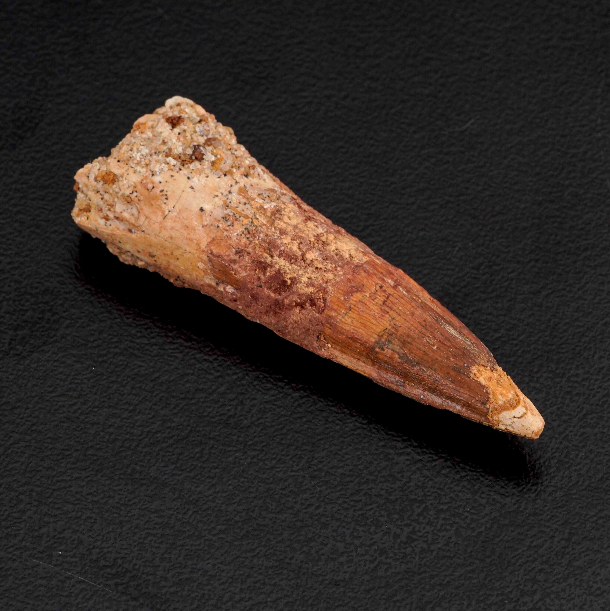 Tre Grandi Denti di Spinosaurus Sp.spinosaurus Aegyptiacus