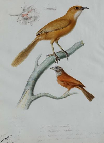 J. C. Verner, Studio ornitologico, tempera su pergamena