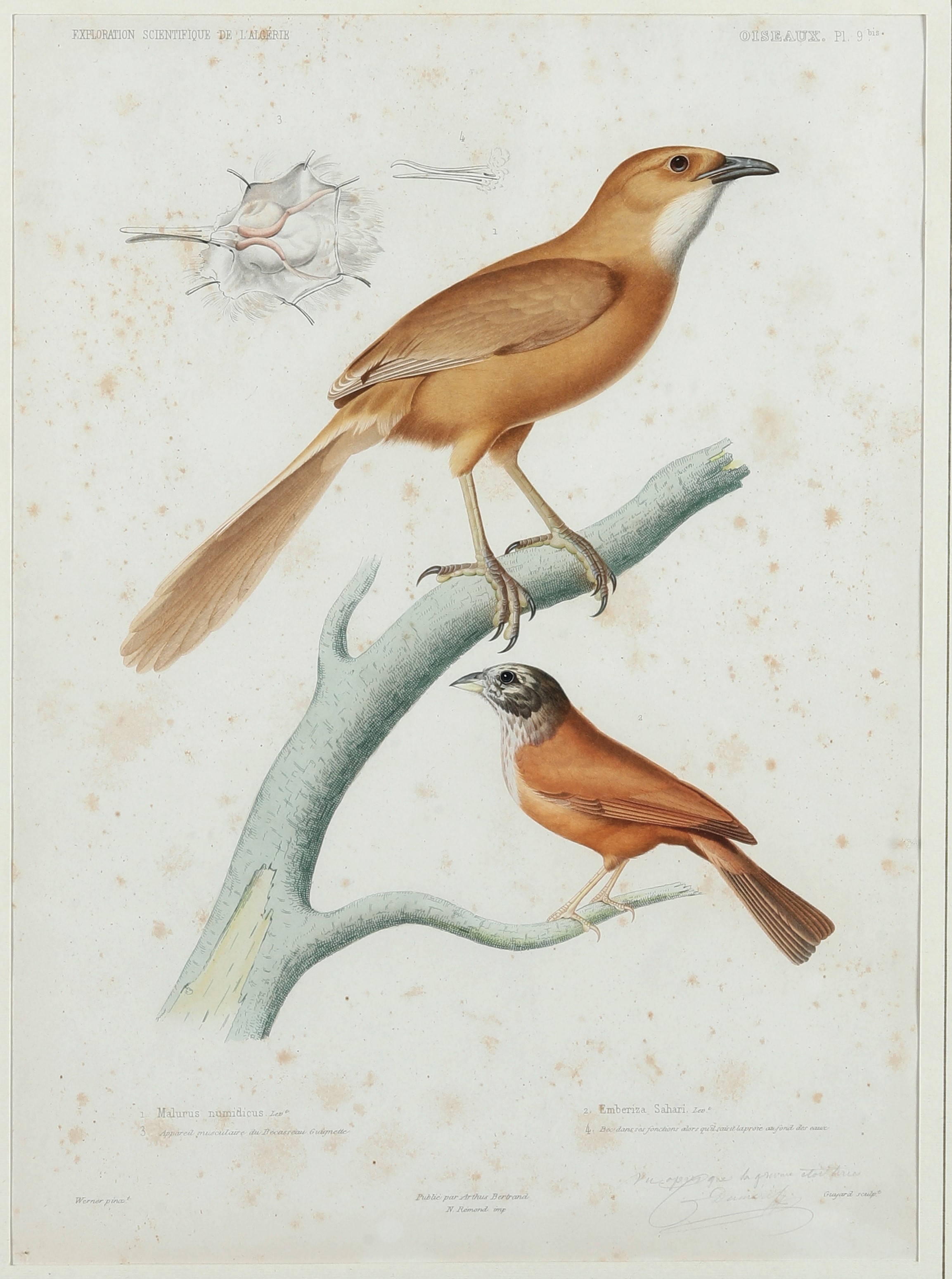 J. C. Verner, Studio ornitologico, tempera su pergamena