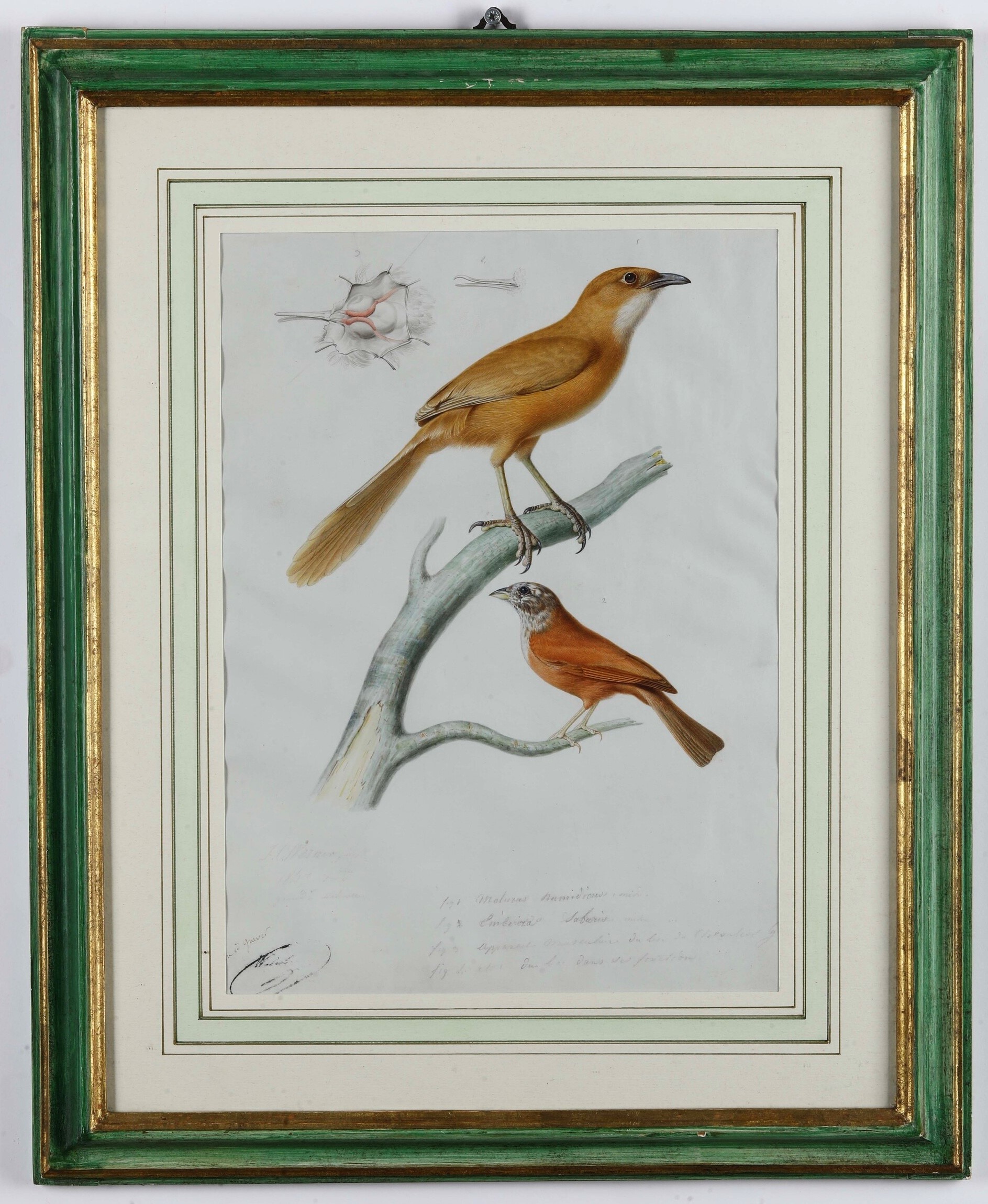 J. C. Verner, Studio ornitologico, tempera su pergamena