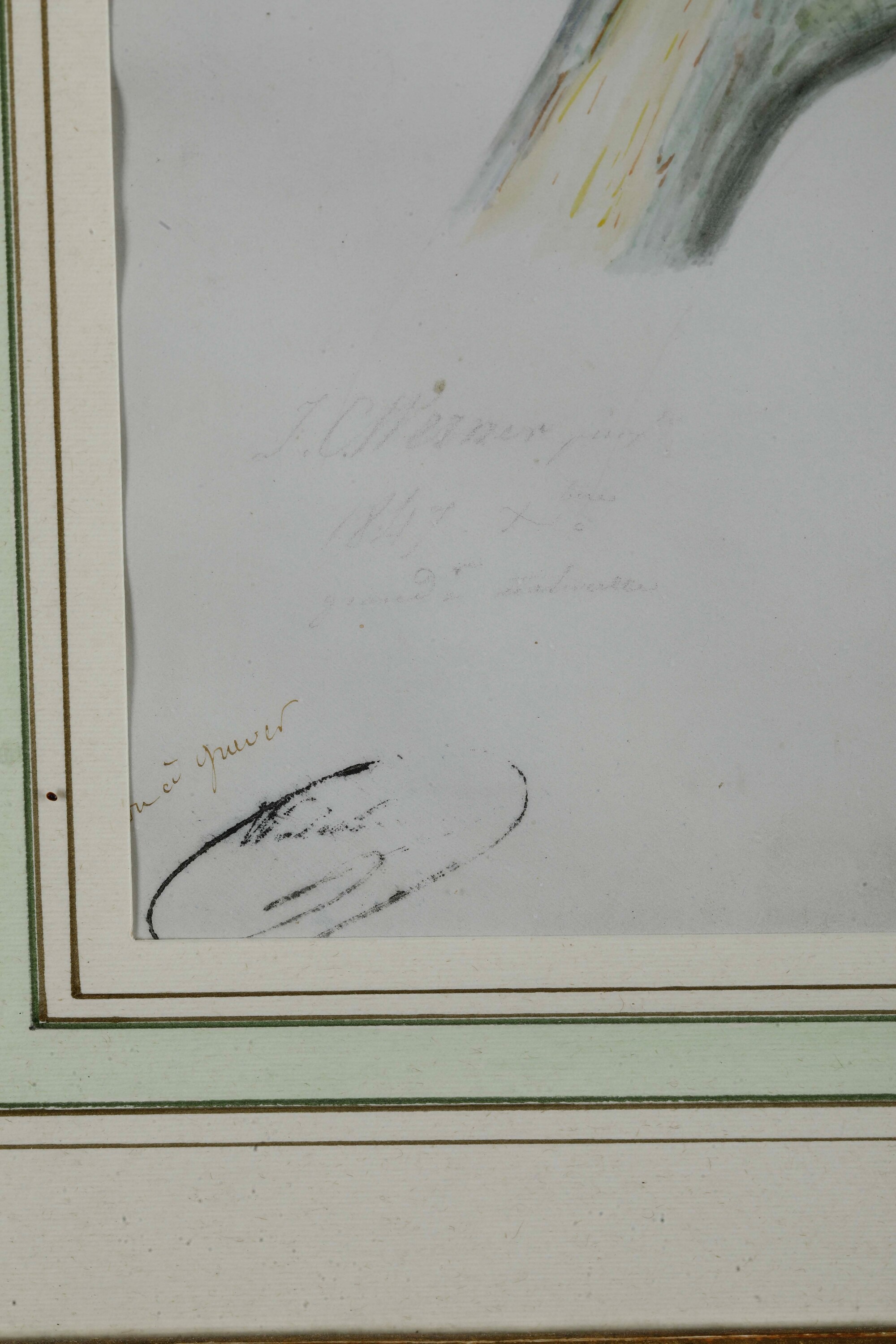 J. C. Verner, Studio ornitologico, tempera su pergamena