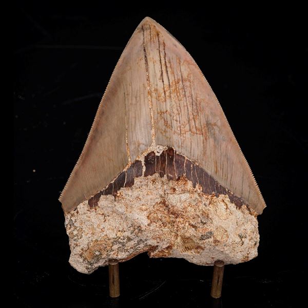 Imponente dente di Megalodonte sp. Otodus (Carcharocles) megalodon