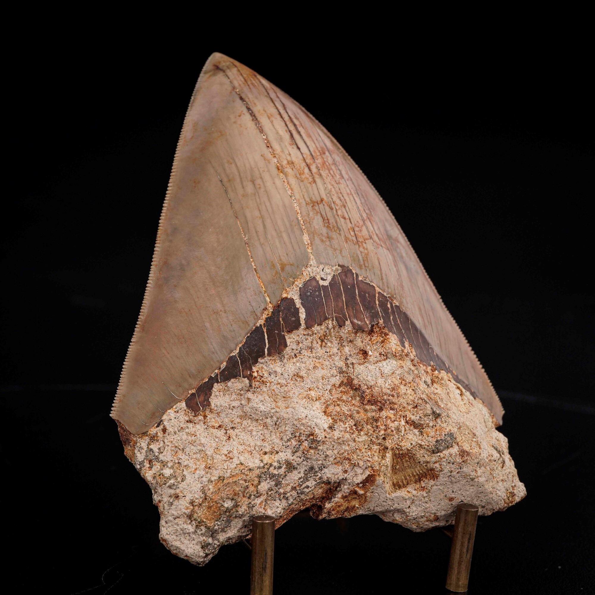 Imponente Dente di Megalodonte Sp.otodus (carcharocles) Megalodon