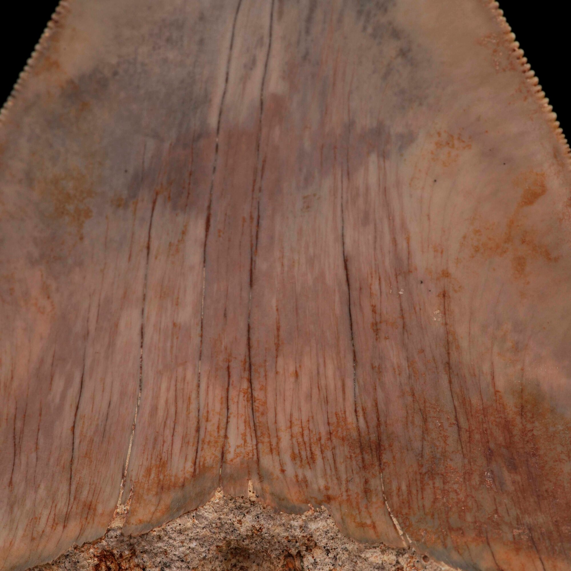 Imponente Dente di Megalodonte Sp.otodus (carcharocles) Megalodon