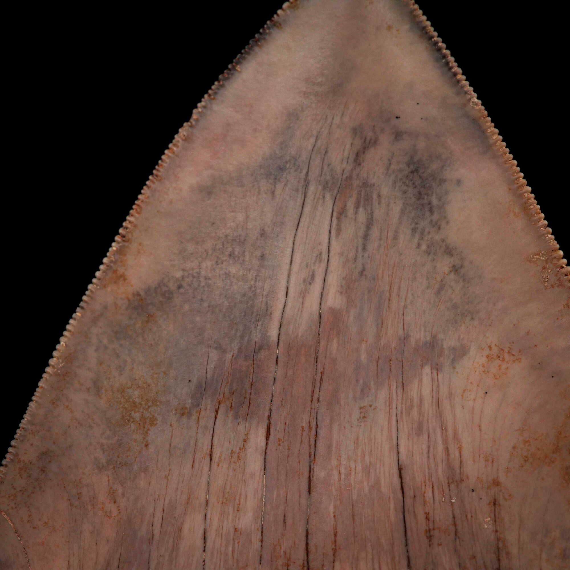 Imponente Dente di Megalodonte Sp.otodus (carcharocles) Megalodon