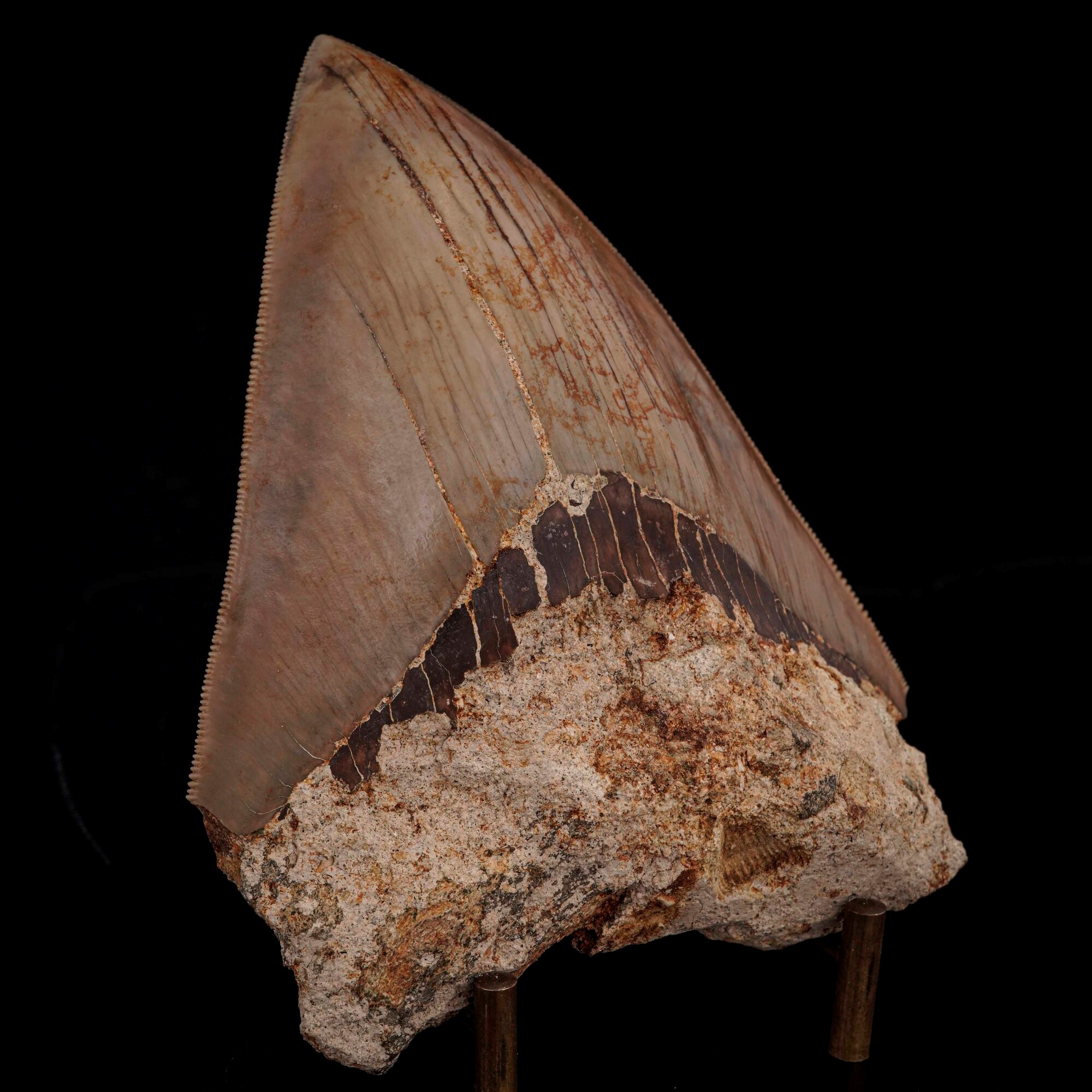Imponente Dente di Megalodonte Sp.otodus (carcharocles) Megalodon