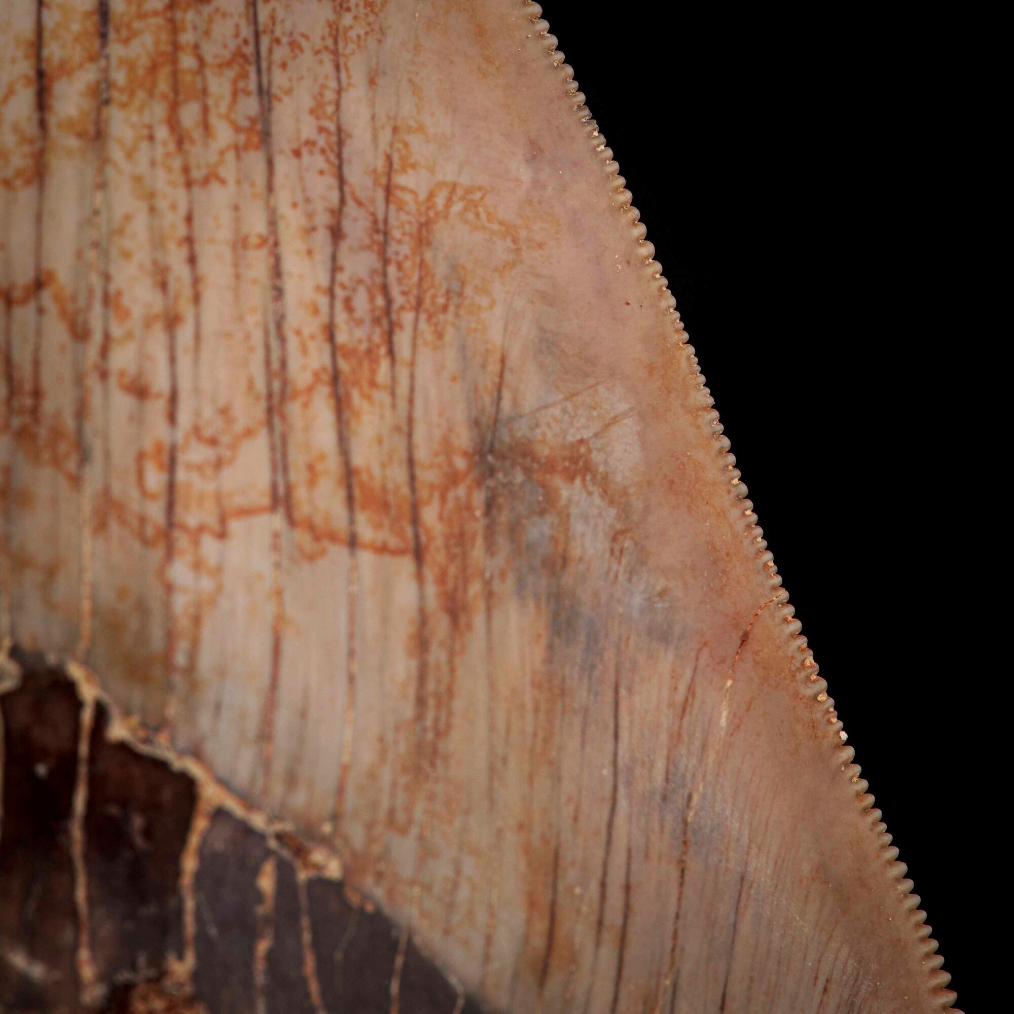 Imponente Dente di Megalodonte Sp.otodus (carcharocles) Megalodon