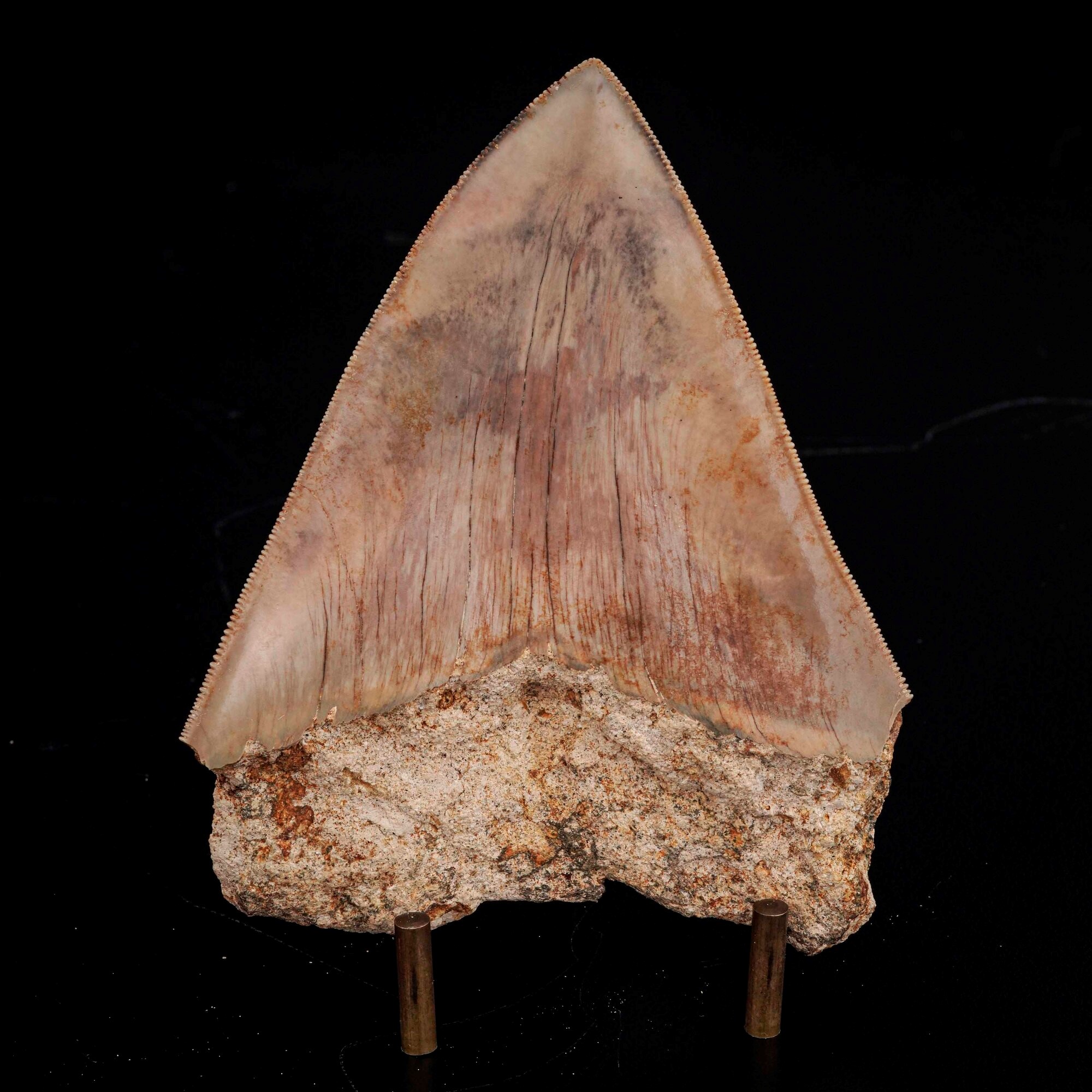 Imponente Dente di Megalodonte Sp.otodus (carcharocles) Megalodon