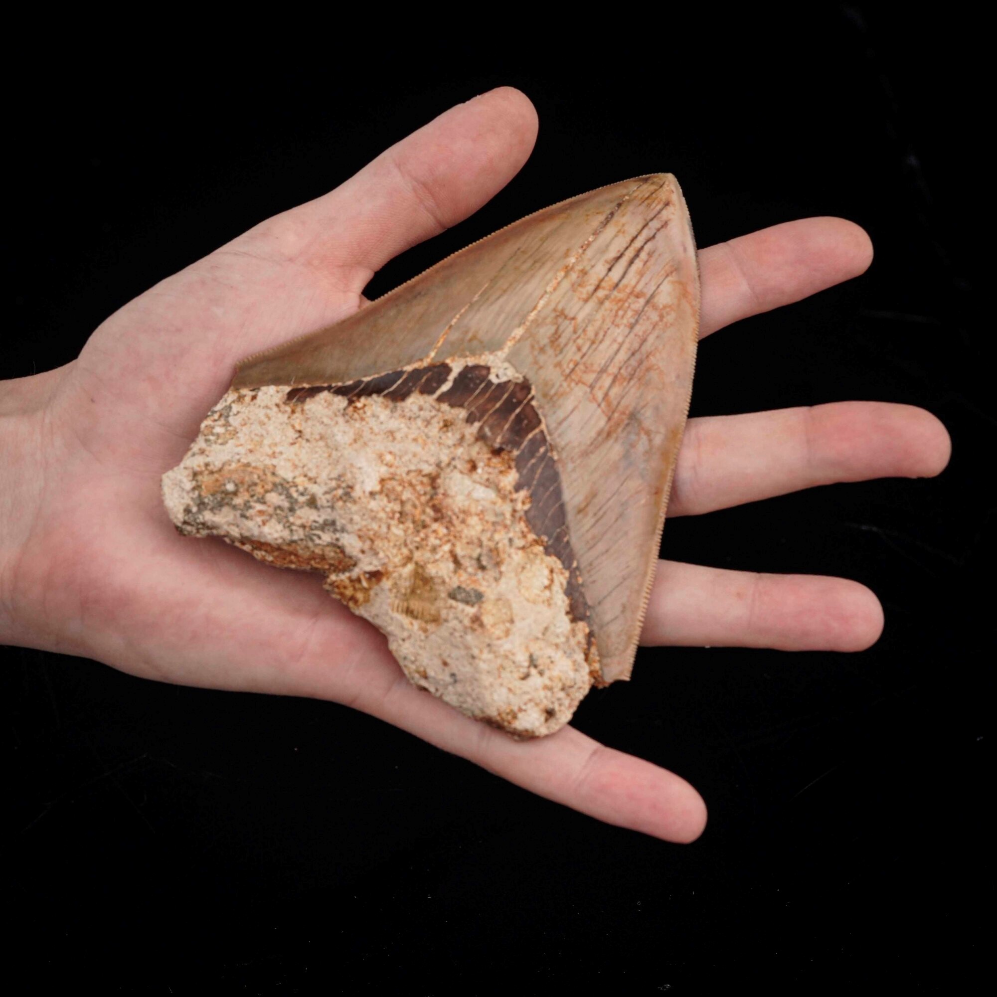 Imponente Dente di Megalodonte Sp.otodus (carcharocles) Megalodon