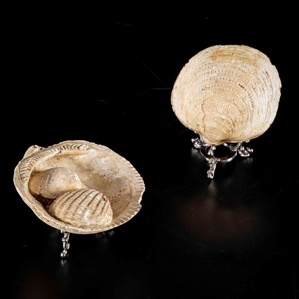 Cluster di Pecten sp. composto da due gruppi.