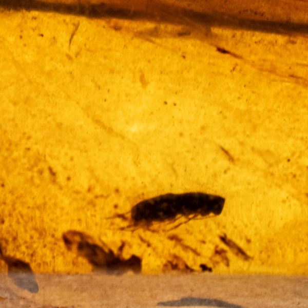 Ambra Birmana (Myanmar ?), con inclusioni di Coleoptera (scarafaggio) e altri piccoli organismi non identificati