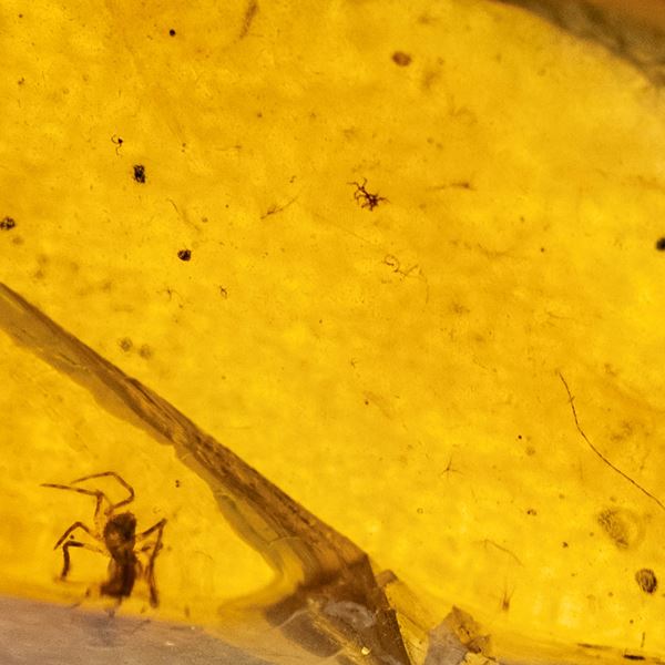 Ambra Birmana (Myanmar), con inclusioni di Araneae (ragno)