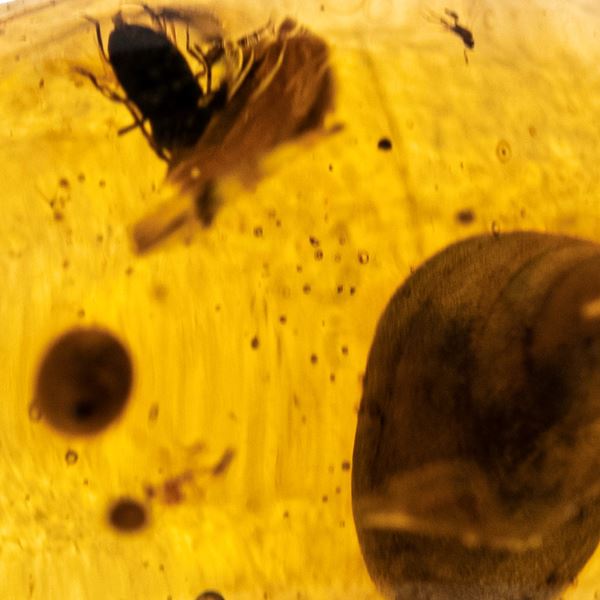 Ambra Birmana (Myanmar ?), con inclusioni di Paleolignopholas Kachinensis (pidocchi) e altri piccoli organismi non identificati