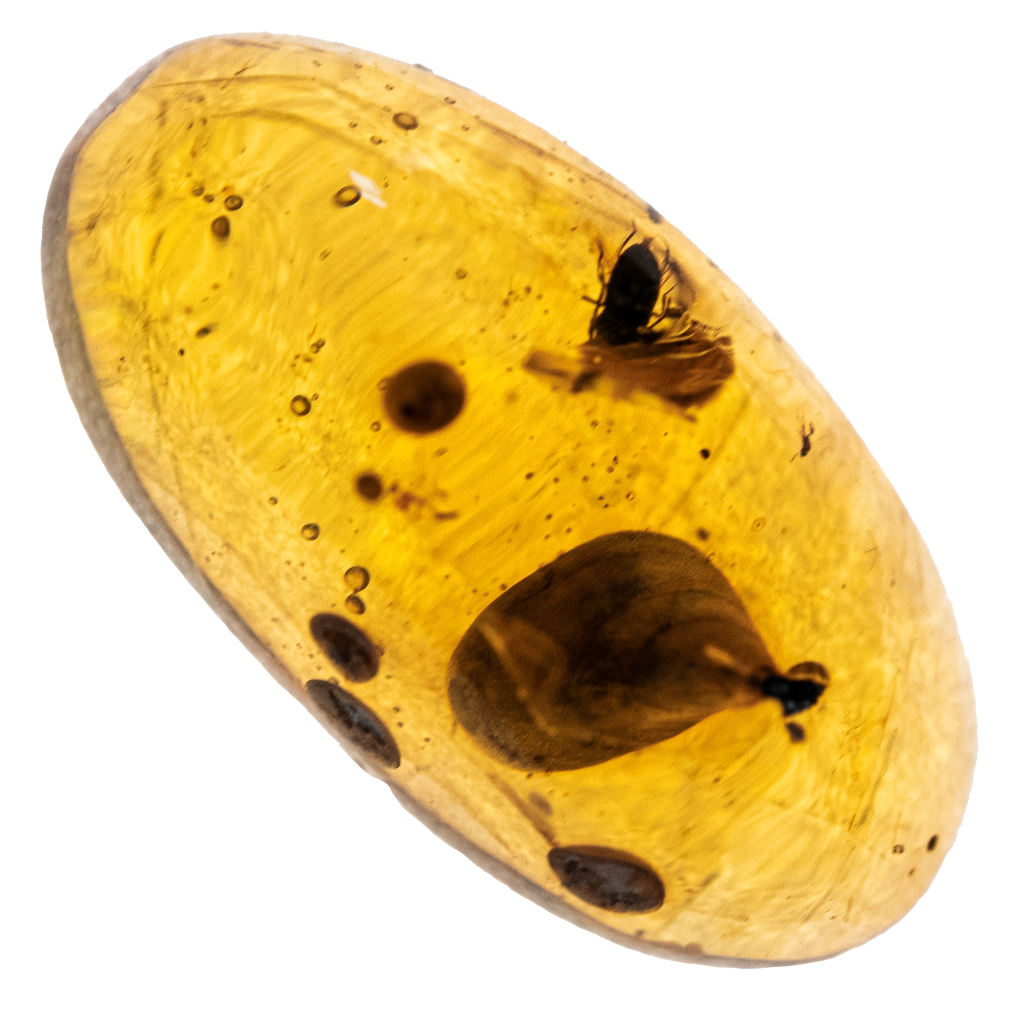Ambra Birmana (myanmar ?), con Inclusioni di Paleolignopholas Kachinensis (pidocchi) e Altri Picc...