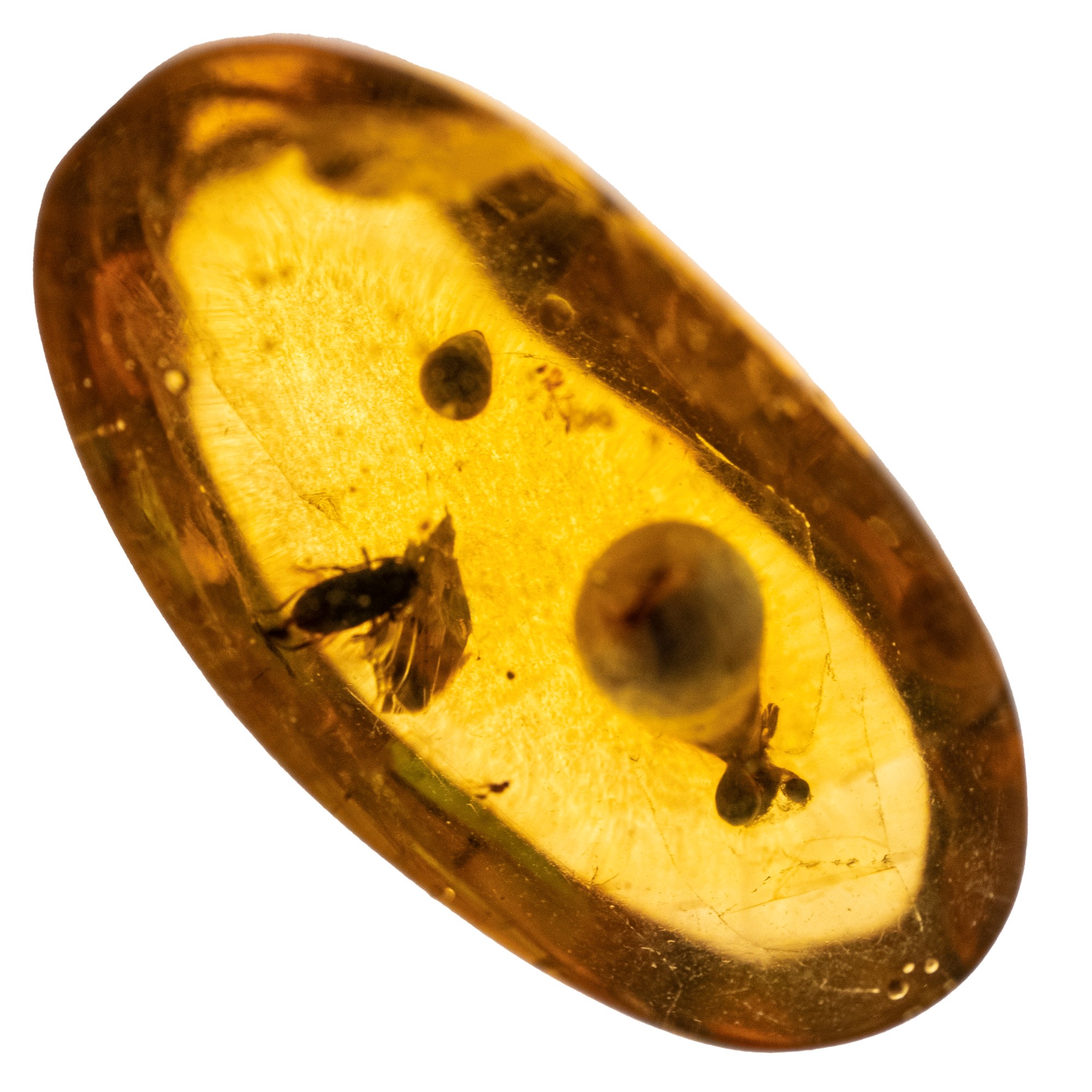 Ambra Birmana (myanmar ?), con Inclusioni di Paleolignopholas Kachinensis (pidocchi) e Altri Picc...