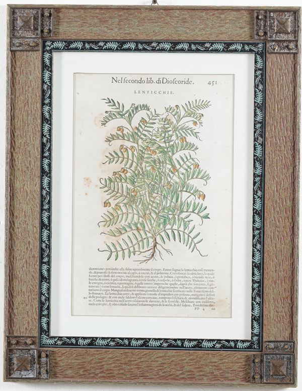 Lotto composto da sei xilografie acquerellate dagli Erbari. In cornici