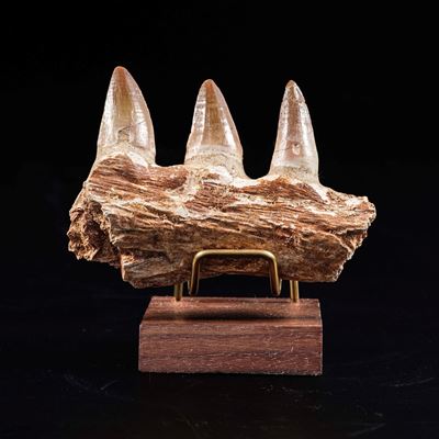 Mascella di Mosasauro Sp. con Tre Grandi Denti Cretaceo (145-66 Milioni di Anni)trovata nelle Min...