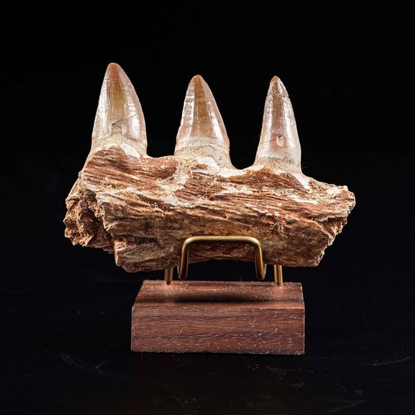 Mascella di Mosasauro sp. con tre grandi denti Cretaceo (145-66 milioni di anni) Trovata nelle miniere di fosfato nella regione di Oued Zem, Marocco