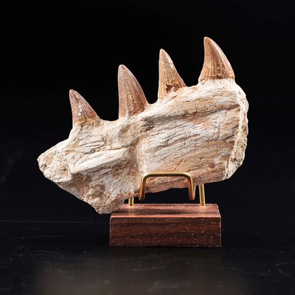 Rara mascella di Mosasauro sp. con quattro denti della sottospecie Stelladens Mysteriosus