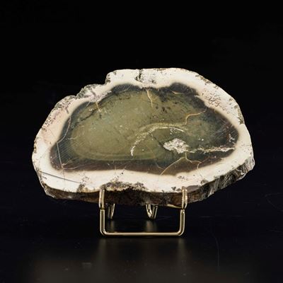 Sezione di Legno Fossile del Miocene