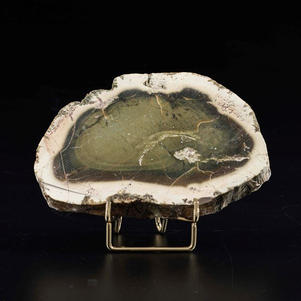 Sezione di legno fossile del Miocene