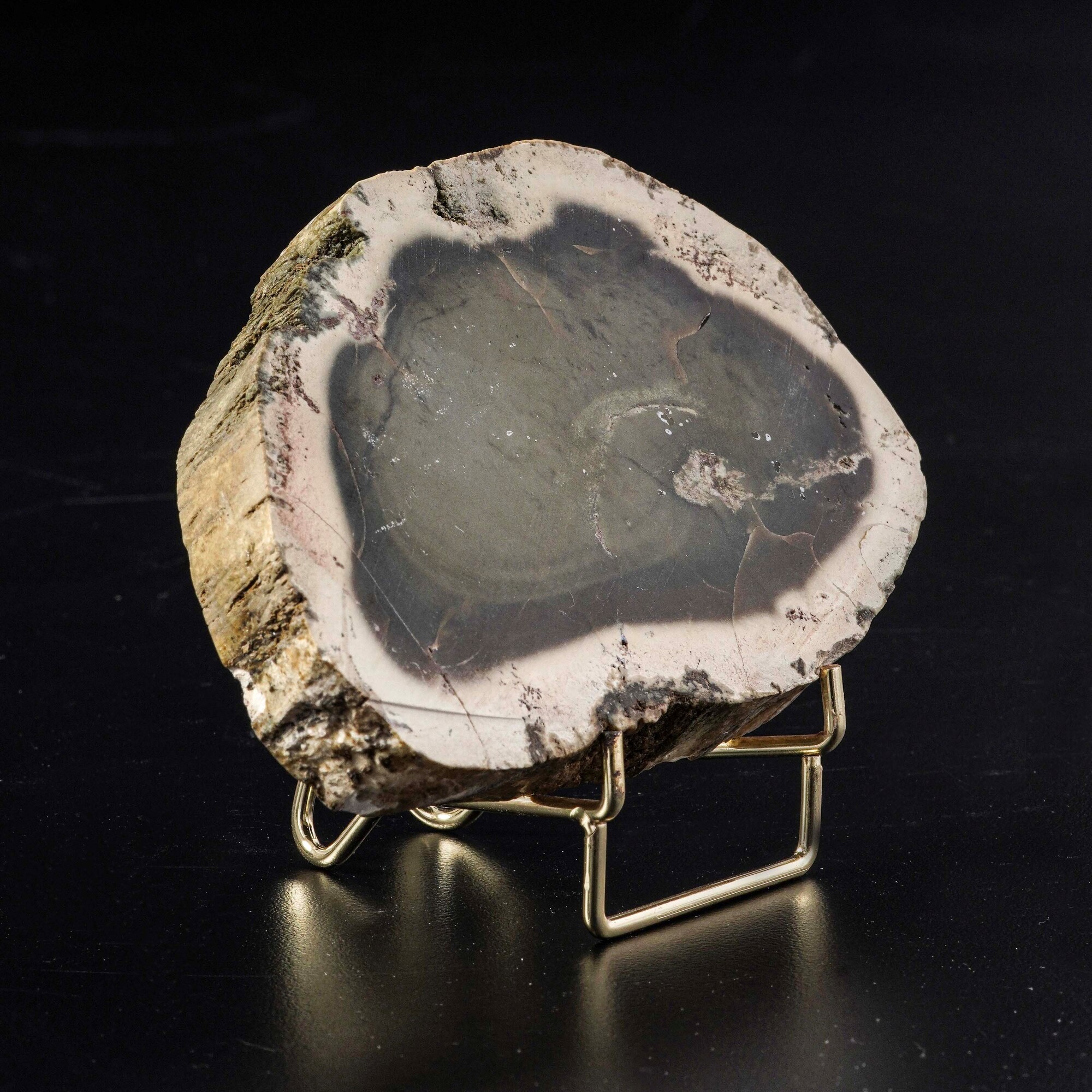 Sezione di Legno Fossile del Miocene