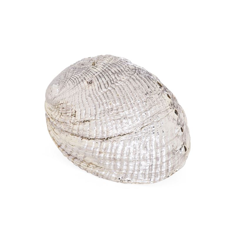 Conchiglia rivestita in argento. Etichetta con firma "Mario Buccellati". Italia XX secolo