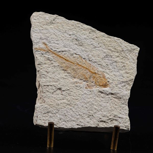 Lastra con Knightia Eocaena