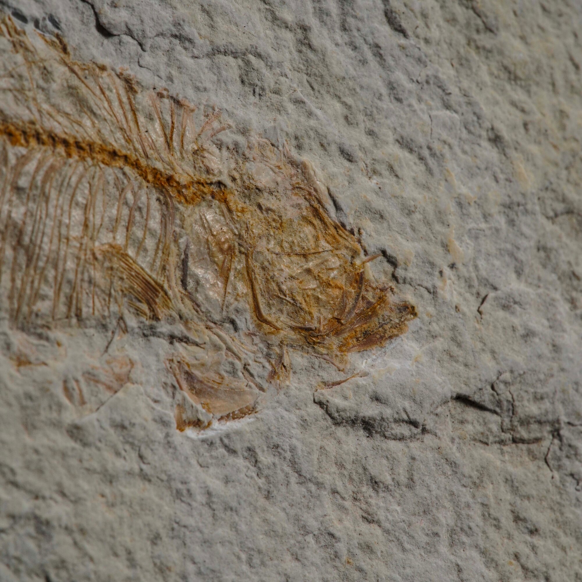 Lastra con Knightia Eocaena