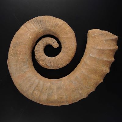 Grande Ammonite Eteromorfa.ancyloceras Sp.cretacico Inferiore, (143-113 Milioni di Anni Circa)