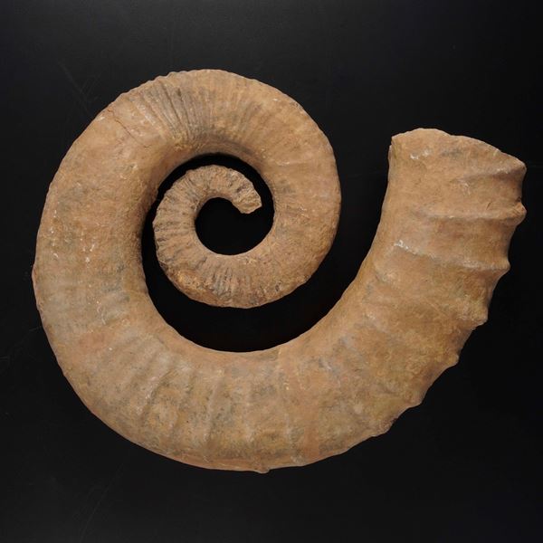 Grande ammonite eteromorfa. Ancyloceras sp. Cretacico inferiore, (143-113 Milioni di anni circa) 