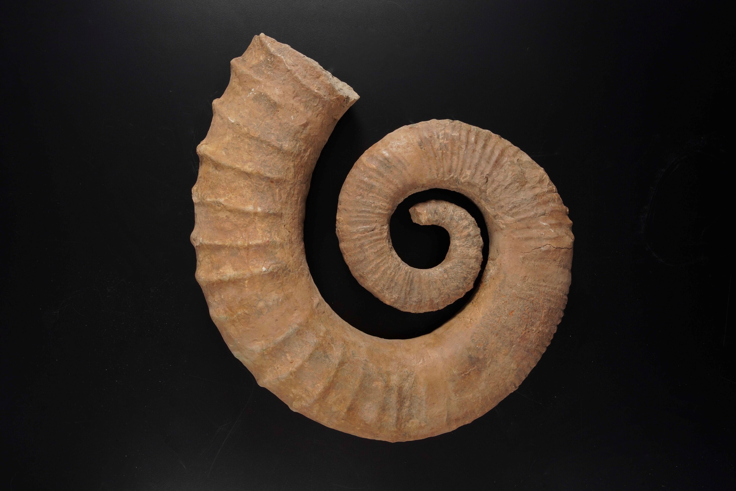 Grande Ammonite Eteromorfa.ancyloceras Sp.cretacico Inferiore, (143-113 Milioni di Anni Circa)