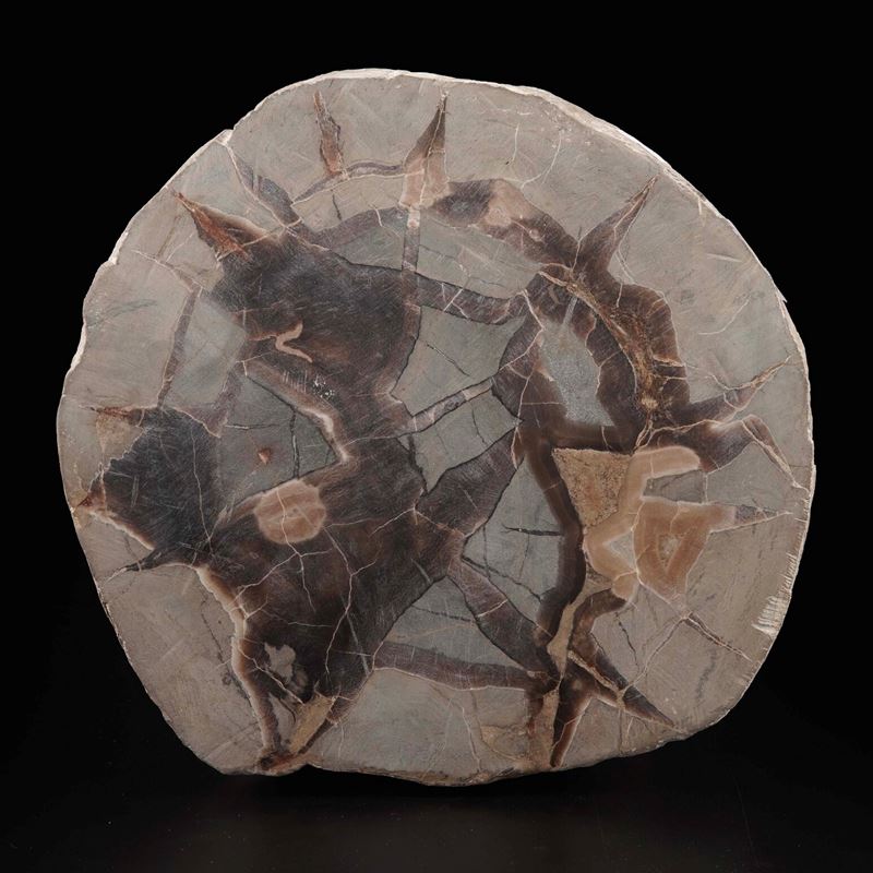 Sezione di Septaria (?)  - Asta Antiquariato - Cambi Casa d'Aste