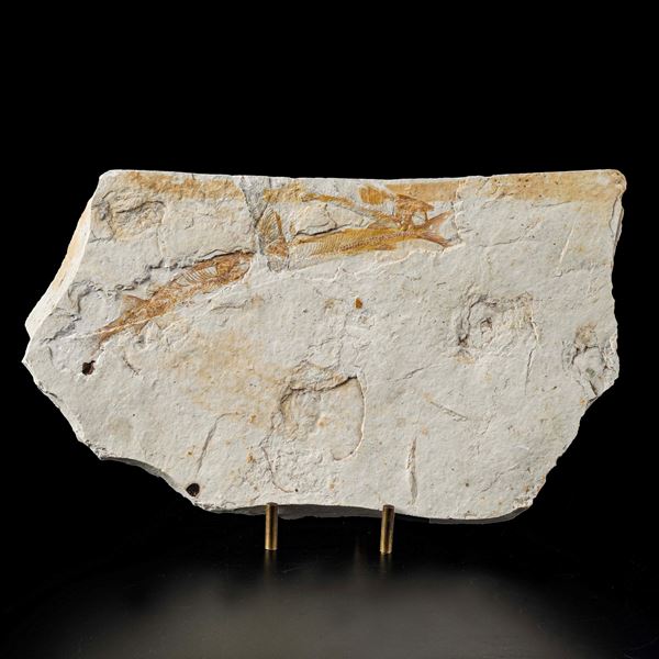 Splendida lastra con banco di pesci (recto-verso) Lycoptera.  Contiene complessivamente cinque pesci