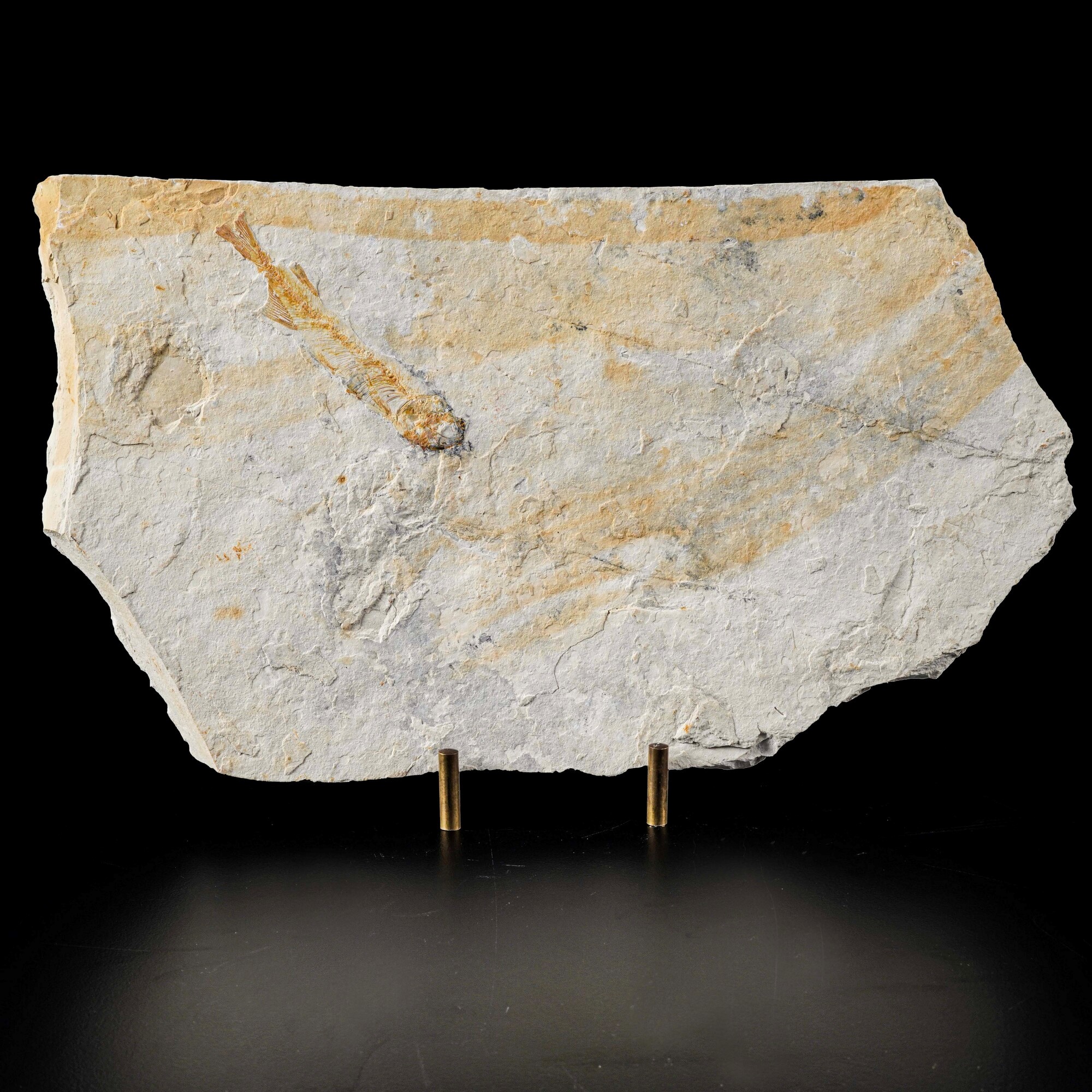 Splendida Lastra con Banco di Pesci (recto-verso) Lycoptera. Contiene Complessivamente Cinque Pes...
