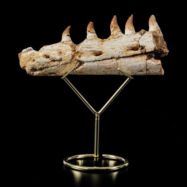 Mascella di Mosasauro sp. Leiodon Anceps