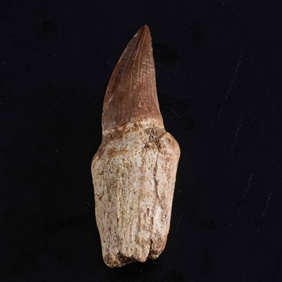 Dente con Radice di Mosasauro Sp.leiodon Anceps