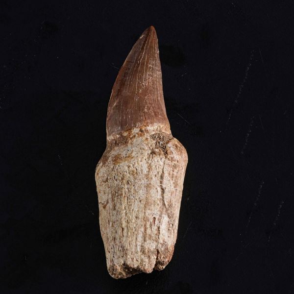 Dente con radice di Mosasauro sp. Leiodon Anceps