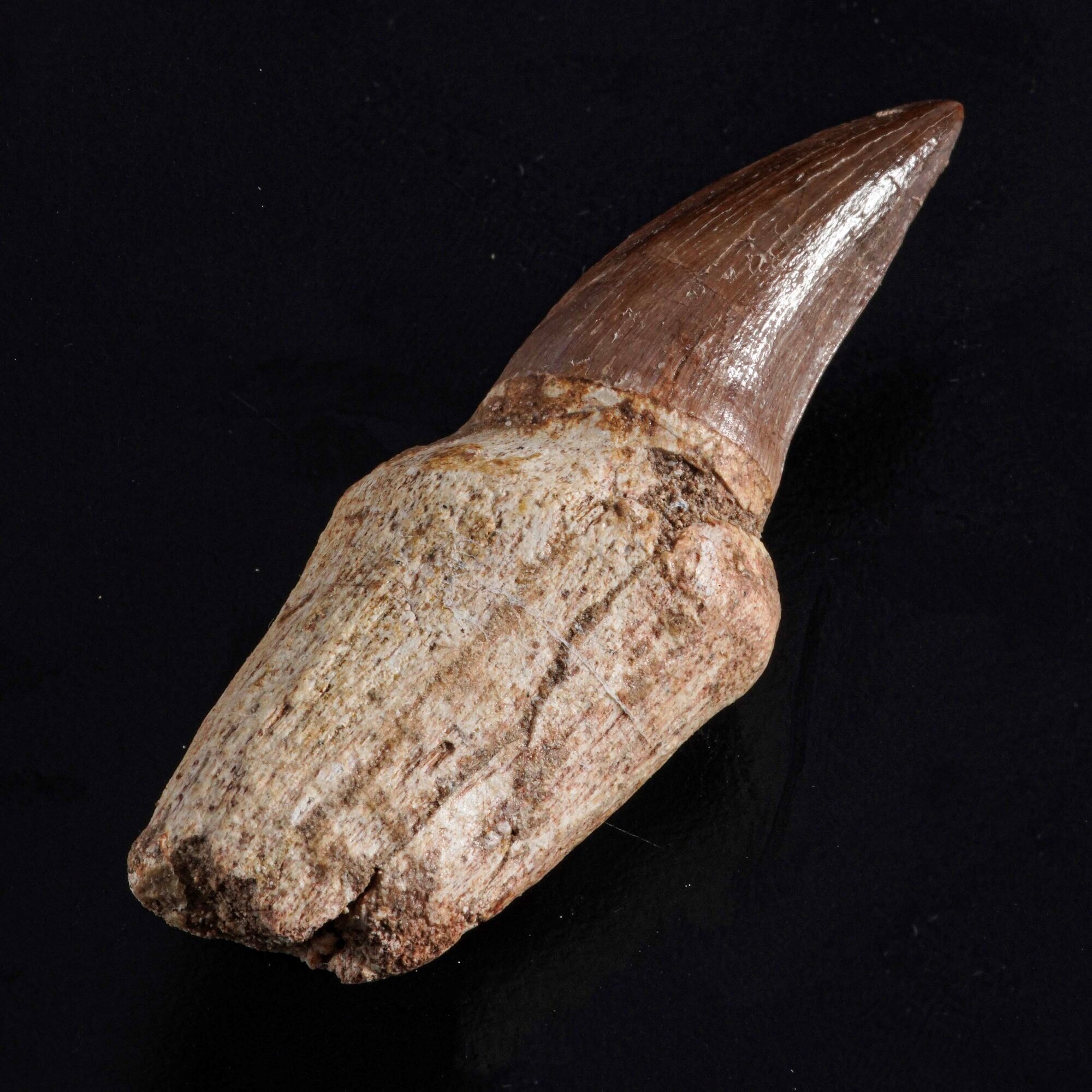 Dente con Radice di Mosasauro Sp.leiodon Anceps