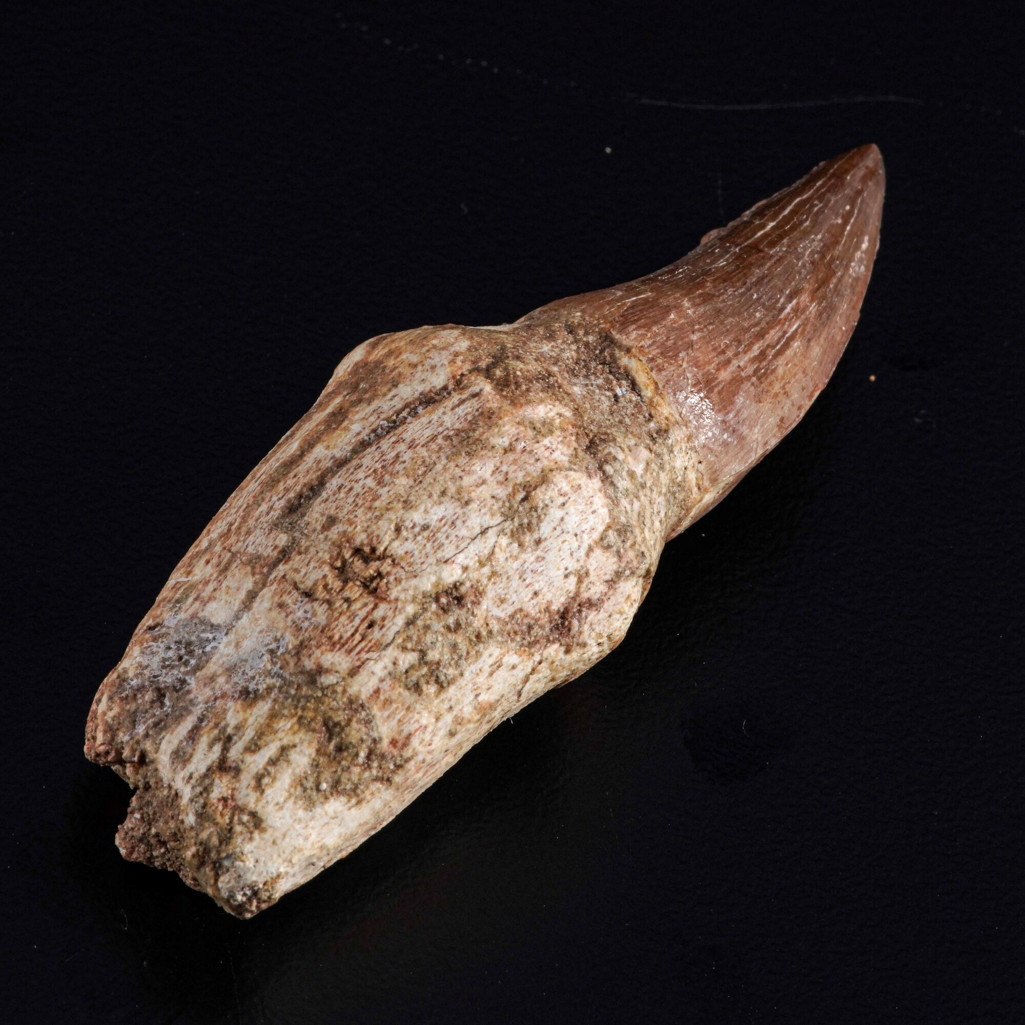 Dente con Radice di Mosasauro Sp.leiodon Anceps