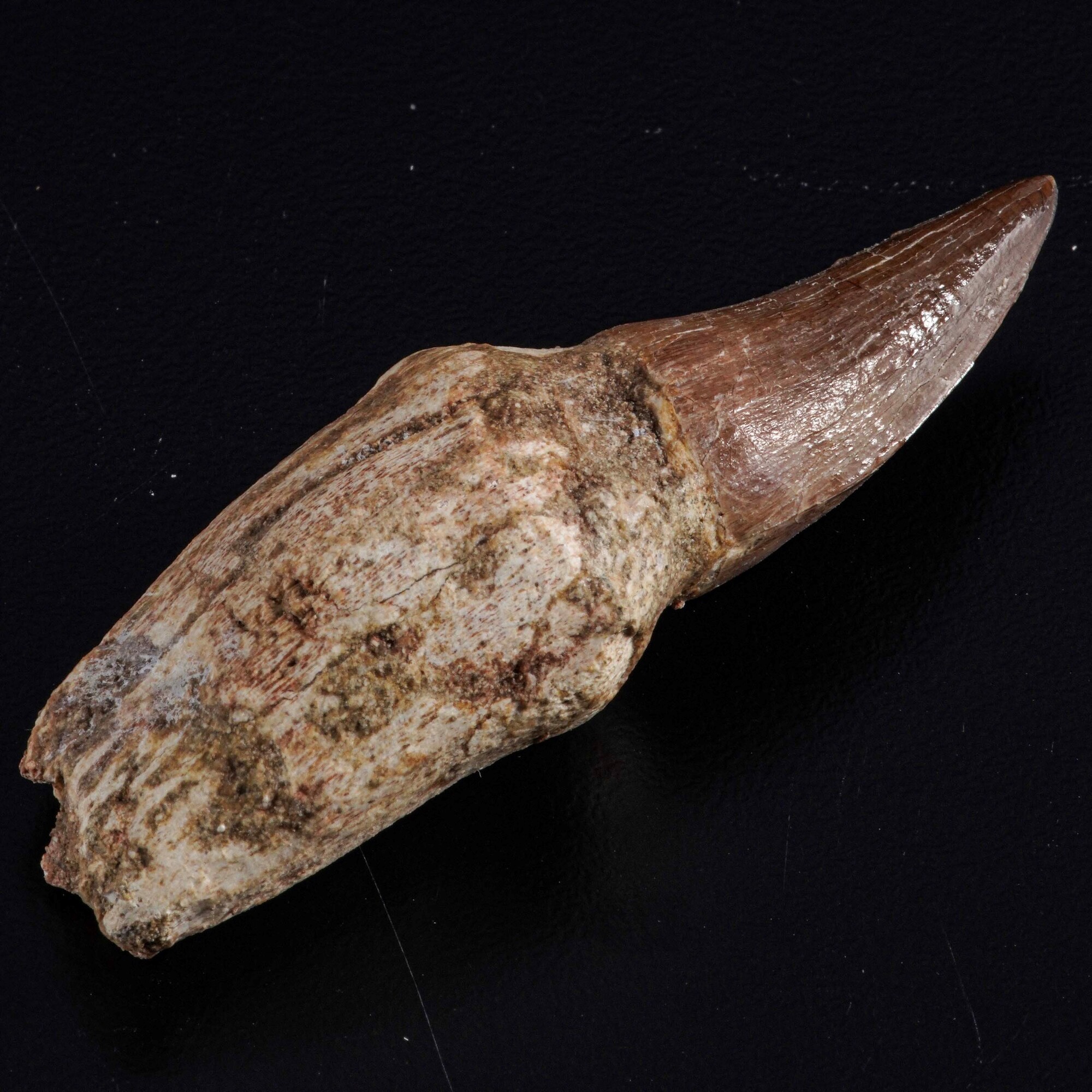 Dente con Radice di Mosasauro Sp.leiodon Anceps