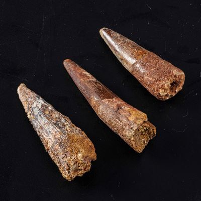 Tre Grandi Denti di Spinosaurus Sp.spinosaurus Aegyptiacus