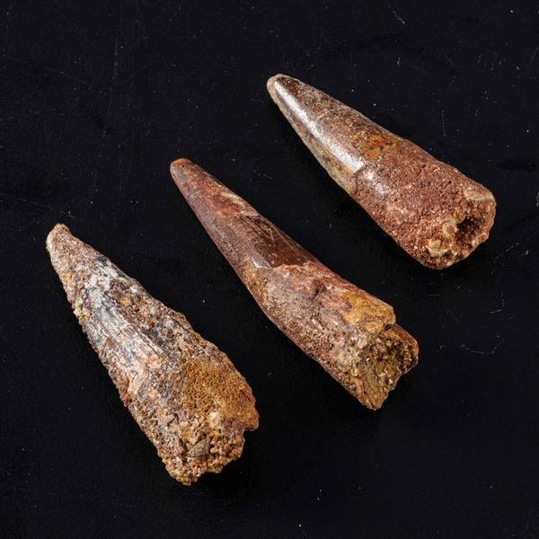 Tre grandi denti di Spinosaurus sp. Spinosaurus Aegyptiacus
