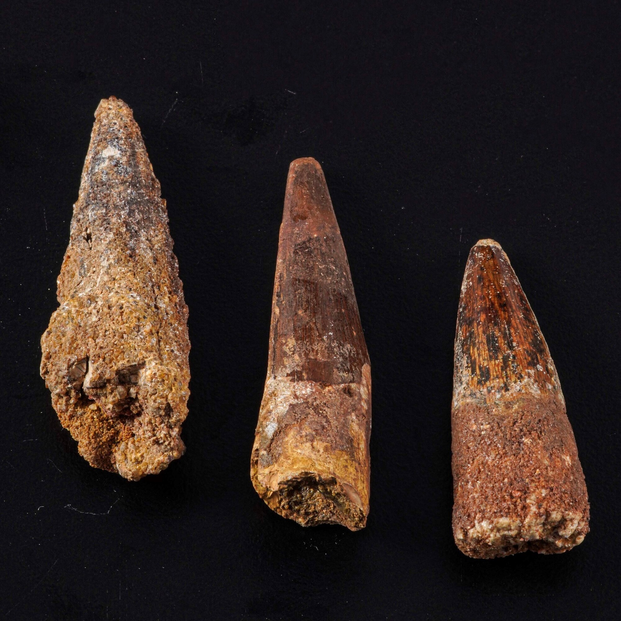 Tre Grandi Denti di Spinosaurus Sp.spinosaurus Aegyptiacus