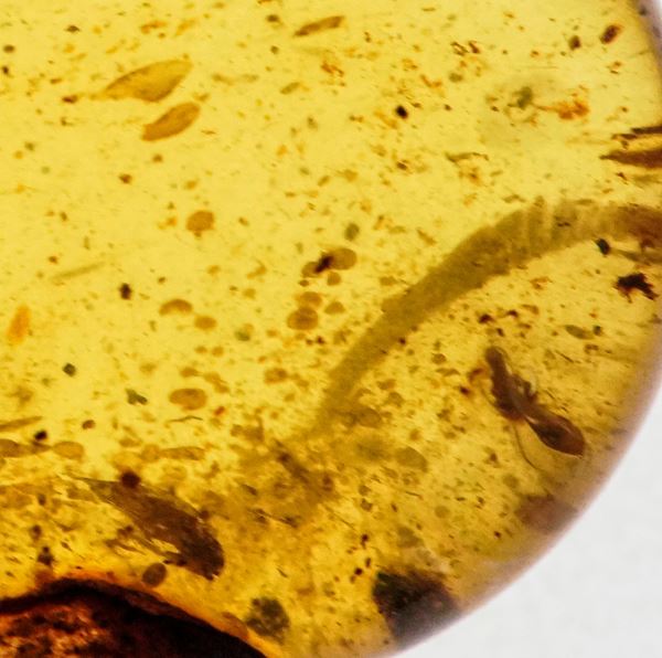 Ambra Birmana (Myanmar ?), con inclusioni di Coleoptera (scarafaggio) e altri piccoli organismi non identificati