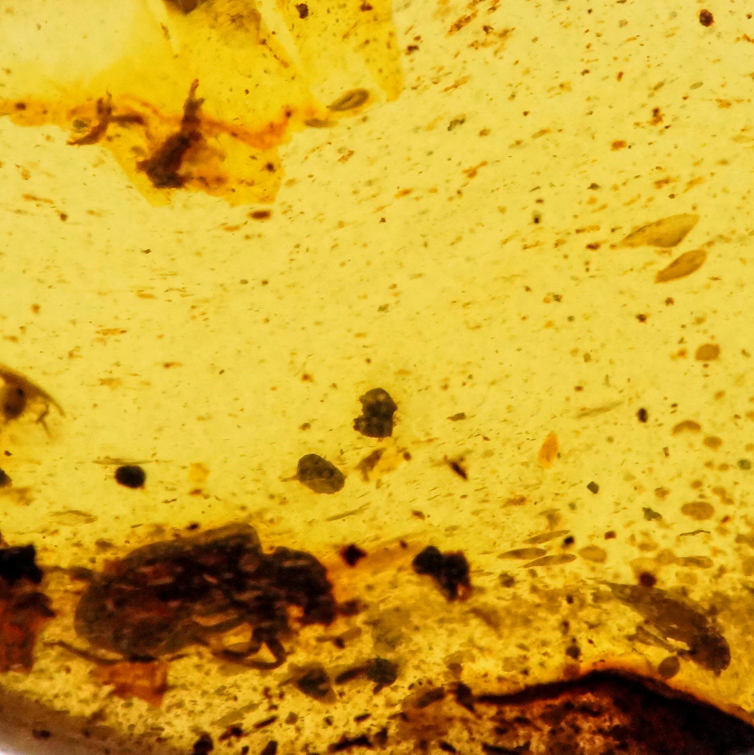 Ambra Birmana (myanmar ?), con Inclusioni di Coleoptera (scarafaggio) e Altri Piccoli Organismi N...